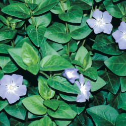 Vinca major