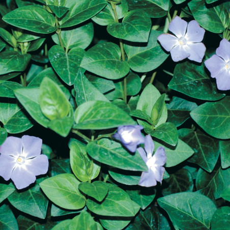 Vinca major
