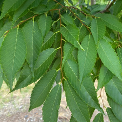 Zelkova serrata
