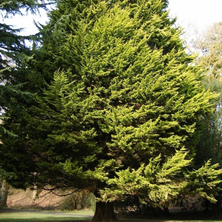 Cupressus macrocarpa 'Wilma'