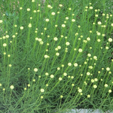 Santolina rosmarinifolia