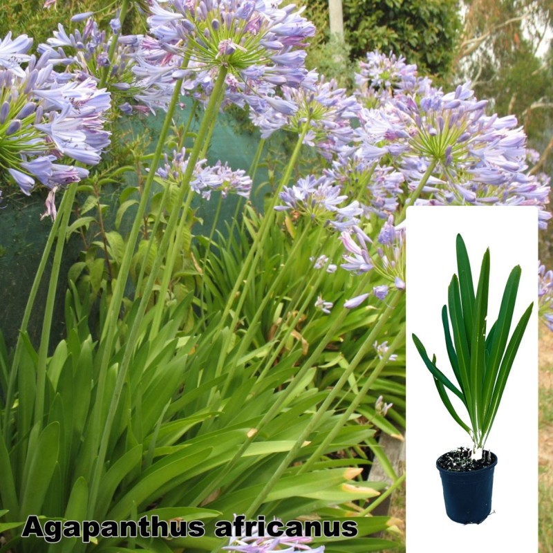 Agapanthus africanus