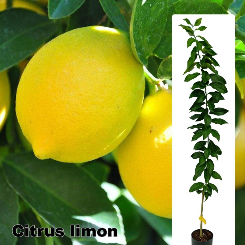 Citrus limon