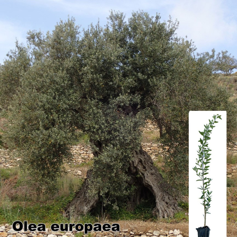 Olea europaea