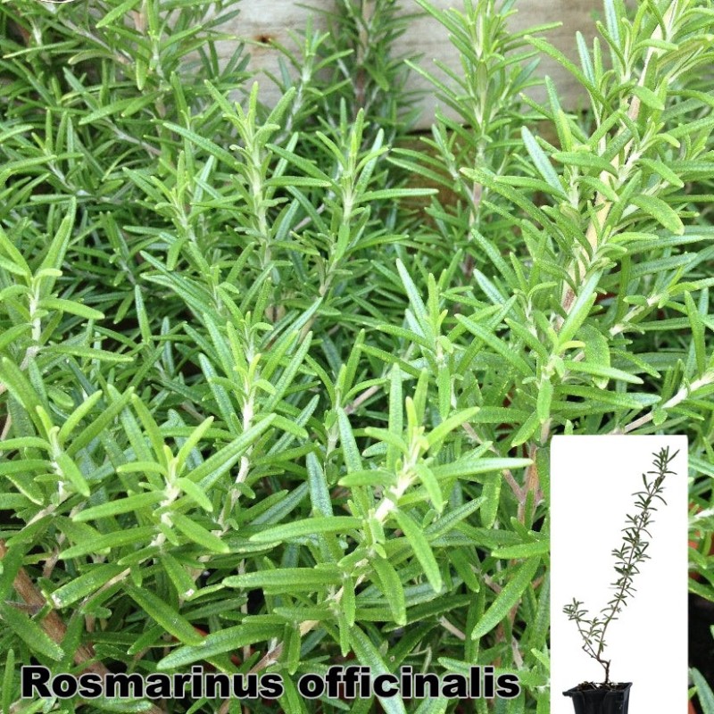 Rosmarinus officinalis