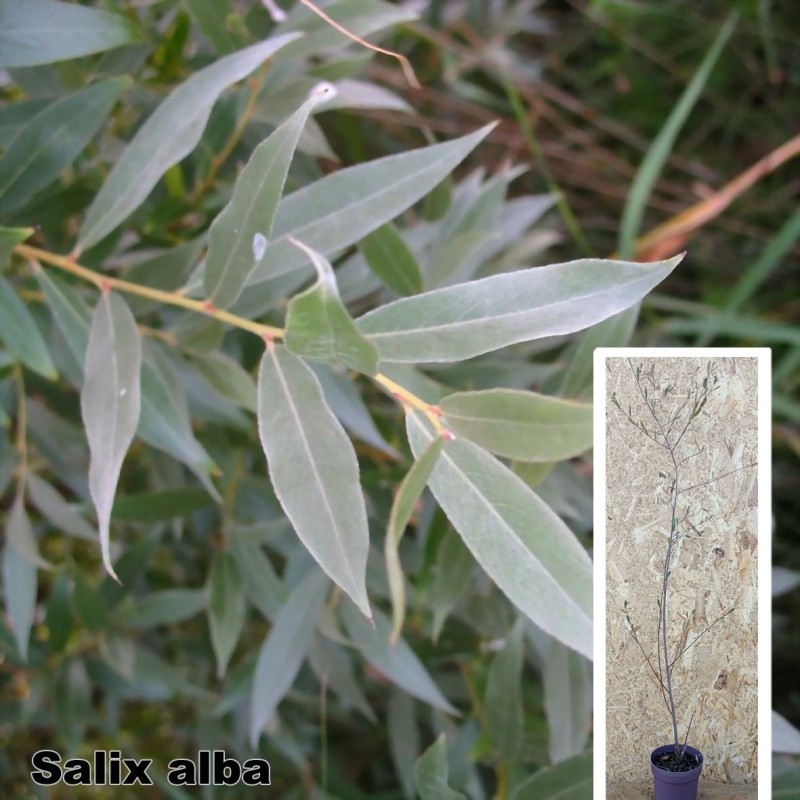 Salix alba