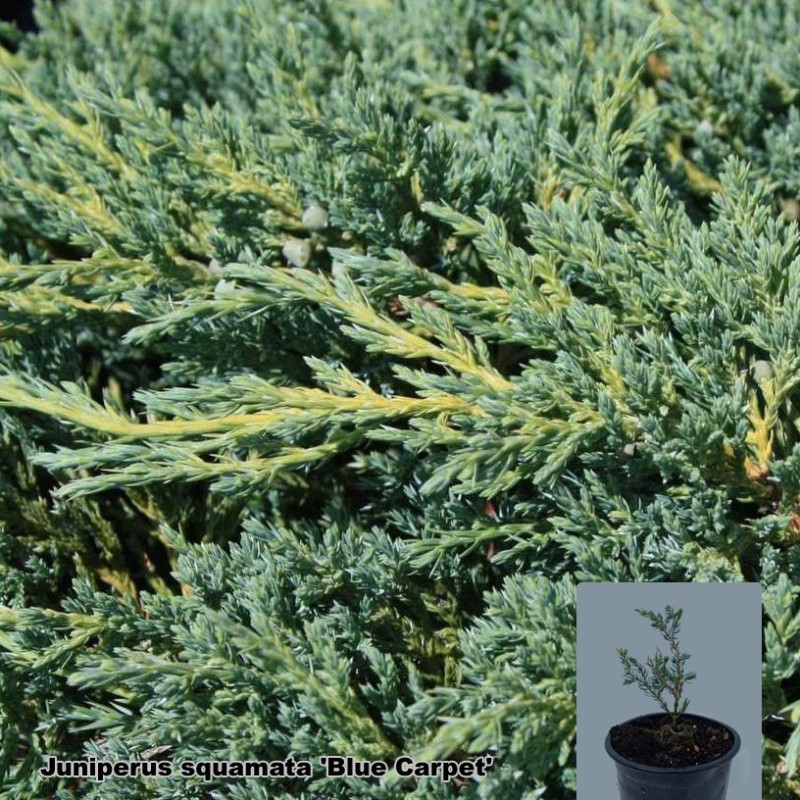 Juniperus squamata 'Blue Carpet'
