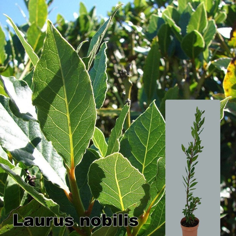 Laurus nobilis