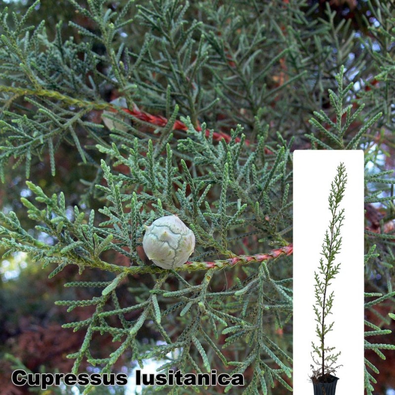 Cupressus lusitanica