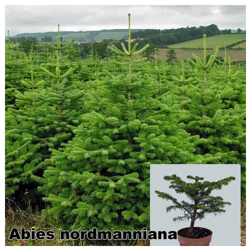 Abies nordmanniana