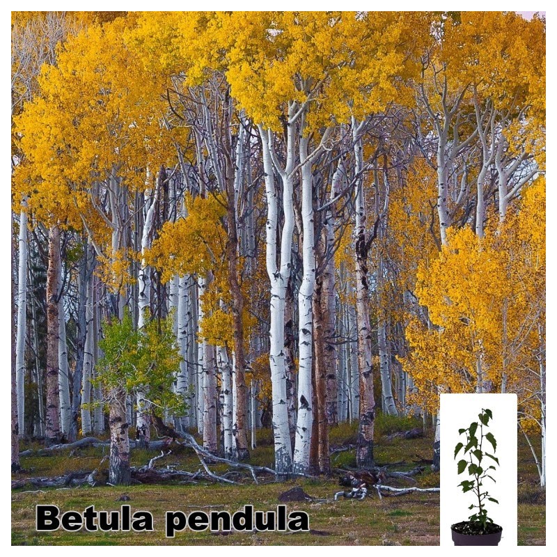 Betula pendula