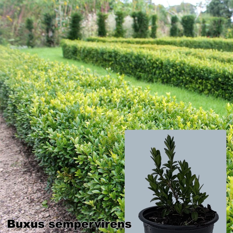 Buxus sempervirens