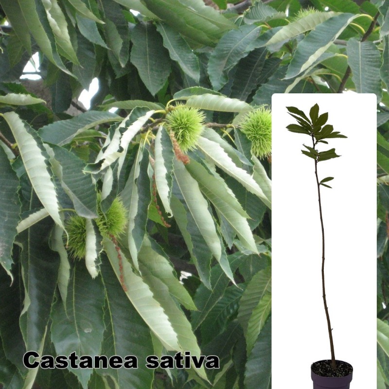 Castanea sativa