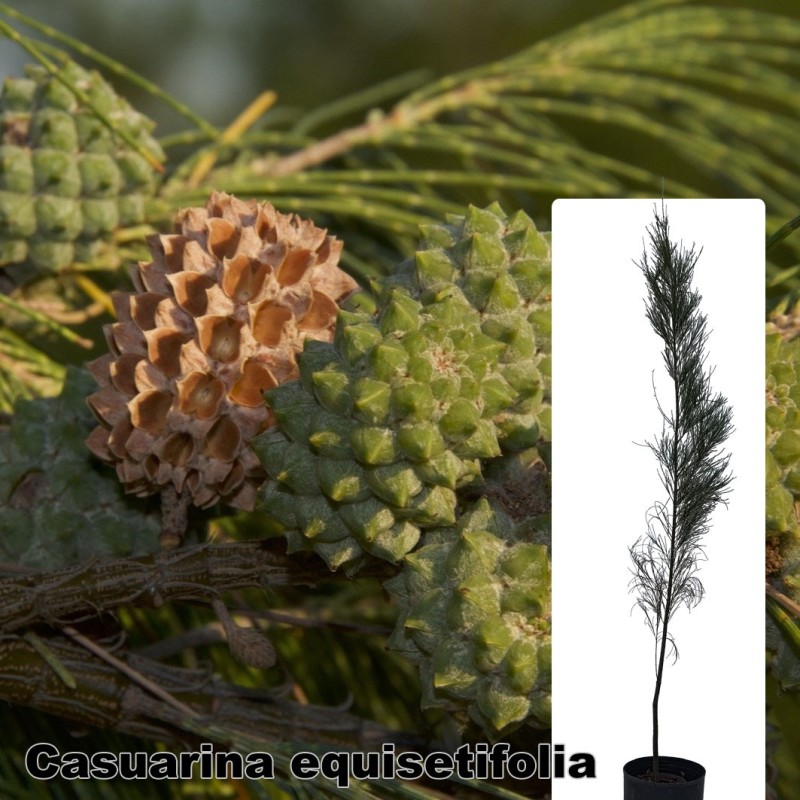 Casuarina equisetifolia