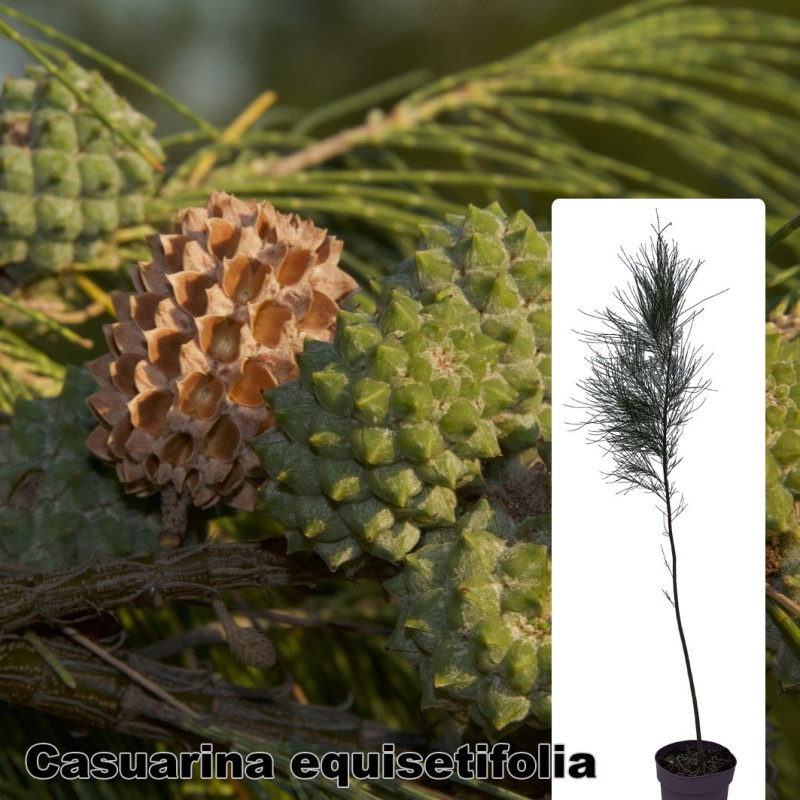 Casuarina equisetifolia
