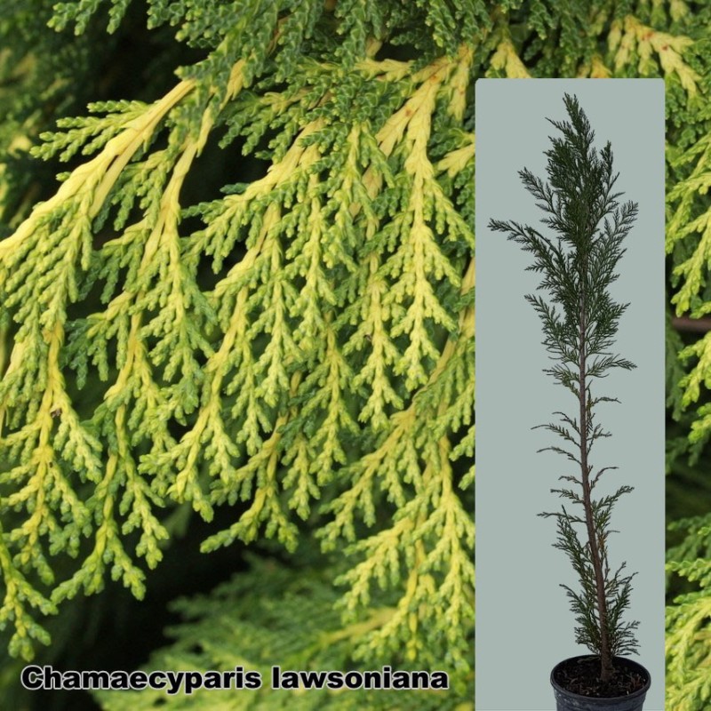 Chamaecyparis lawsoniana