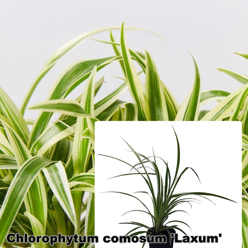 Chlorophytum laxum