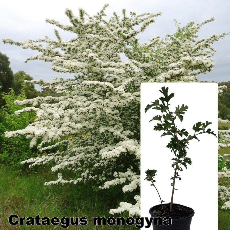 Crataegus monogyna
