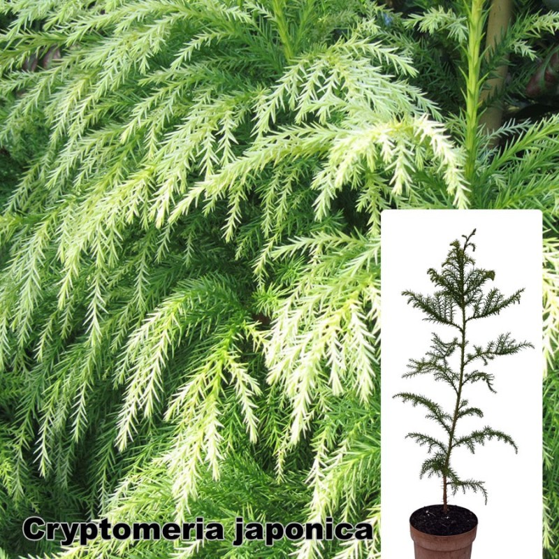 Cryptomeria japonica