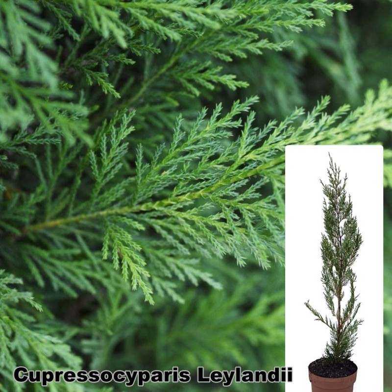 Cupressocyparis Leylandii