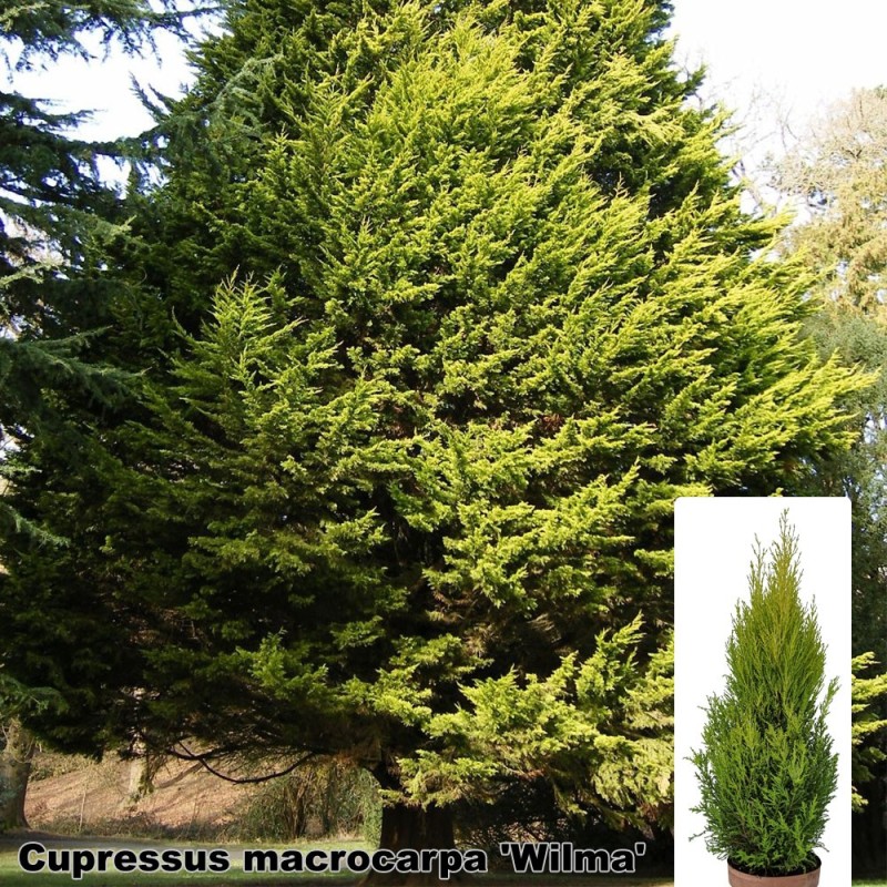 Cupressus macrocarpa 'Wilma'