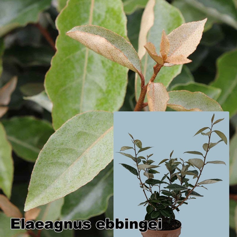 Elaeagnus ebbingei