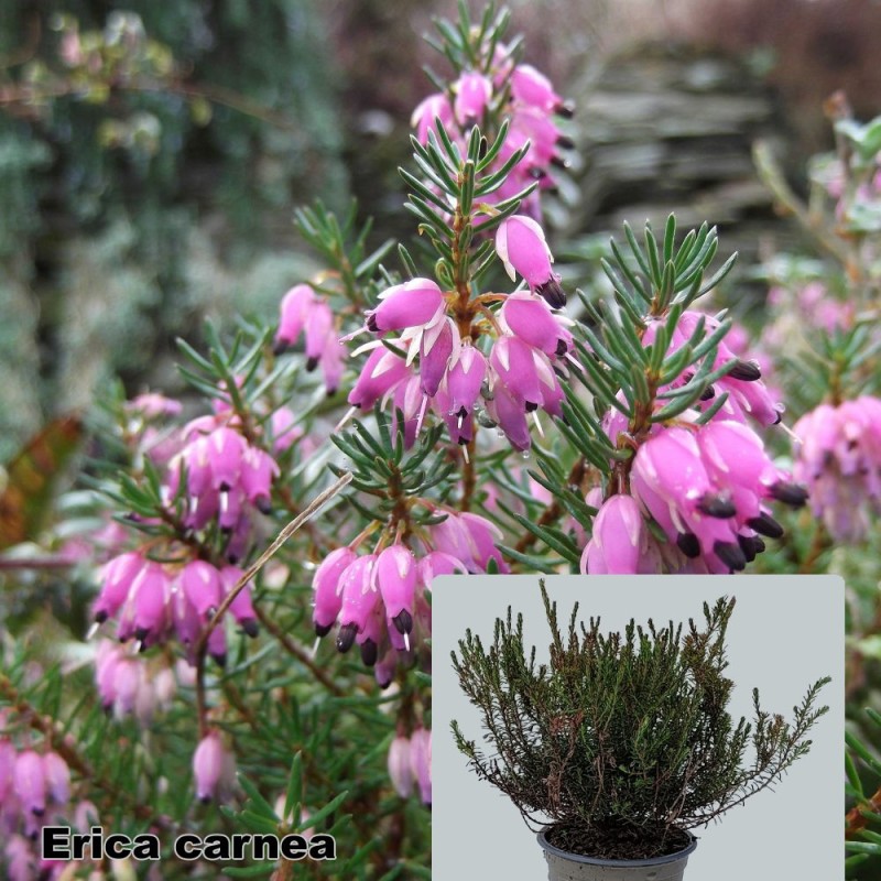 Erica carnea
