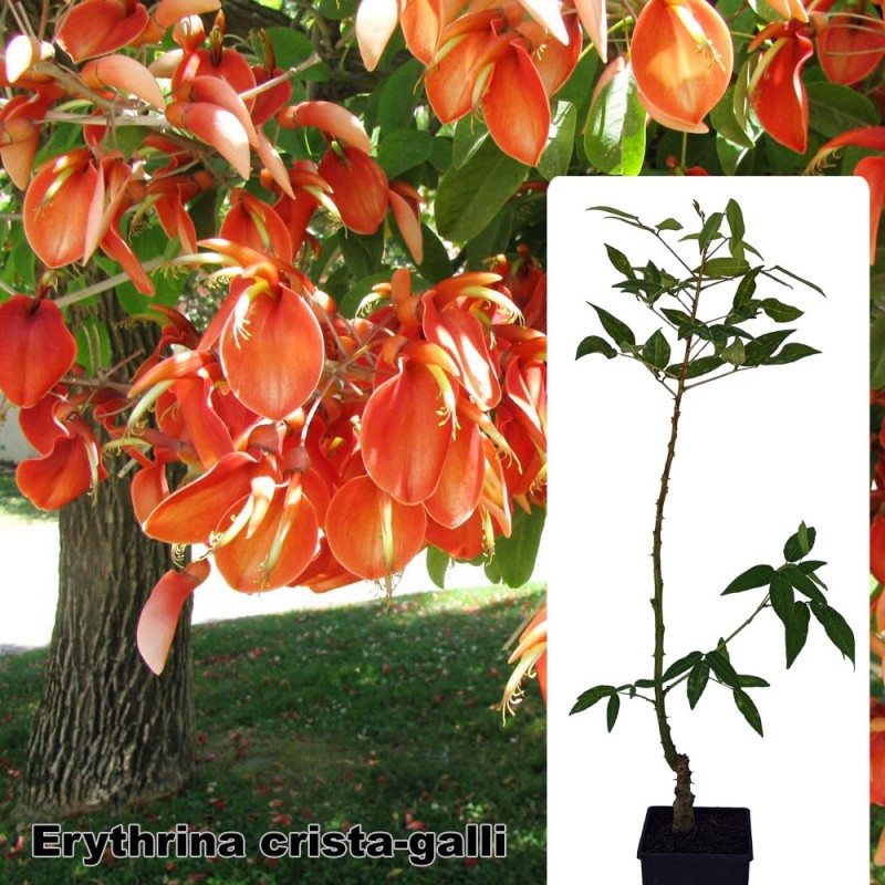 Erythrina crista-galli