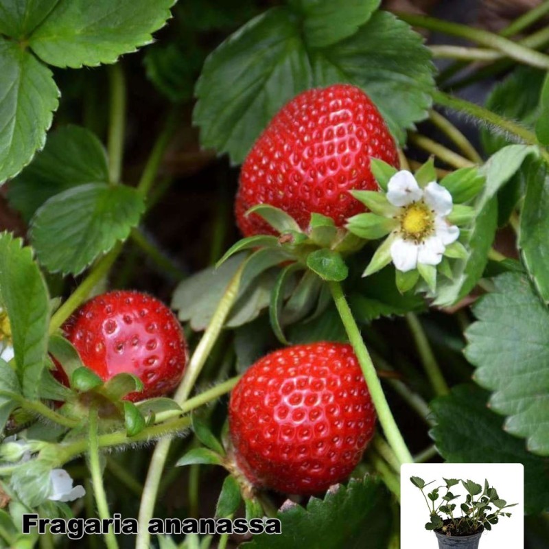 Fragaria ananassa