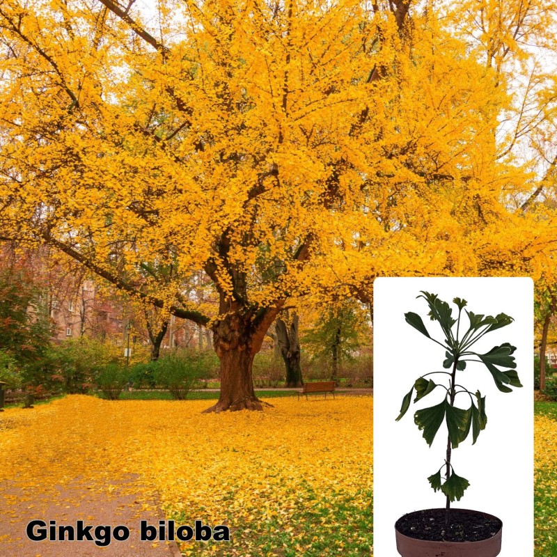 Ginkgo biloba