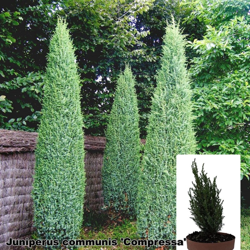 Juniperus communis 'Compressa'