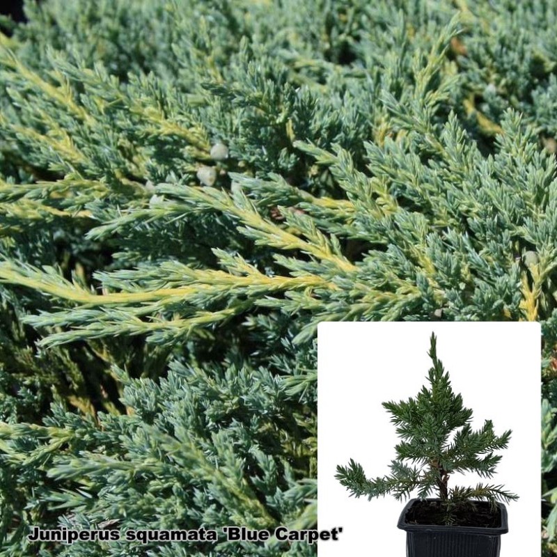 Juniperus squamata 'Blue Carpet'