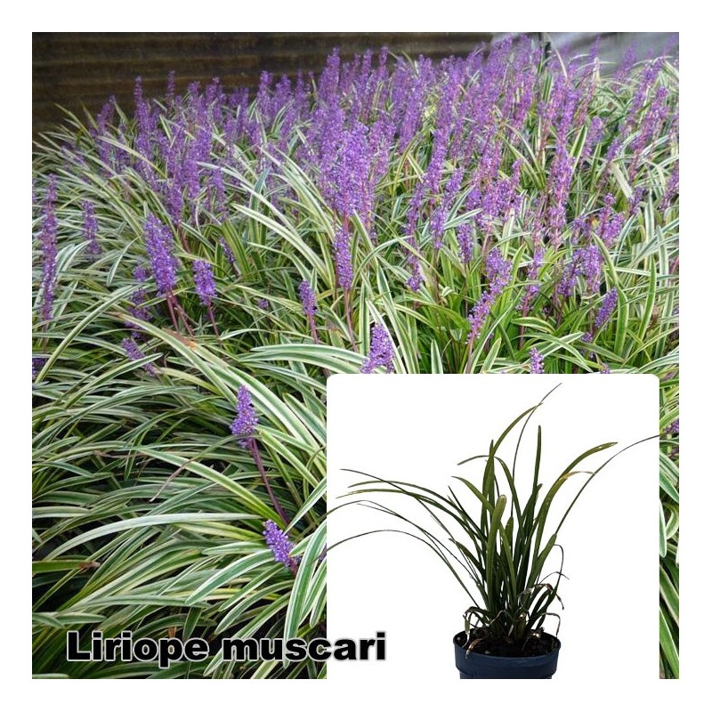 Liriope muscari