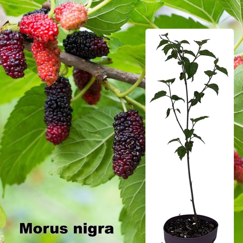 Morus nigra