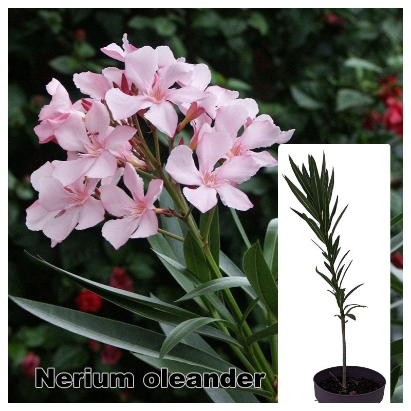 Nerium oleander