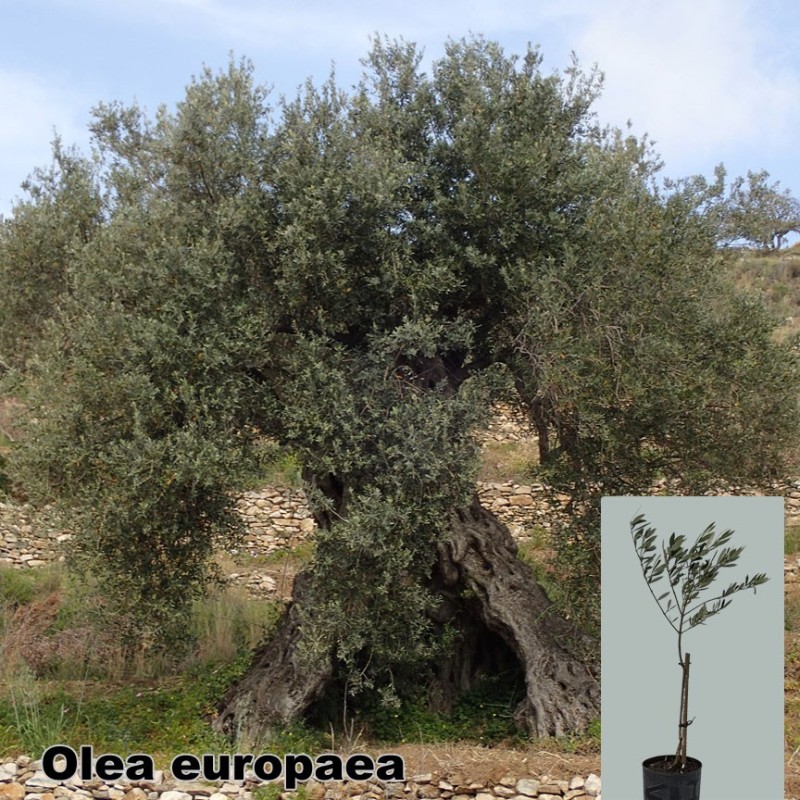 Olea europaea