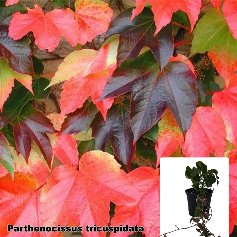 Parthenocissus tricuspidata