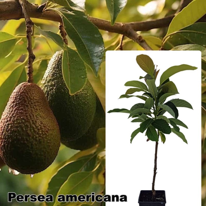 Persea americana