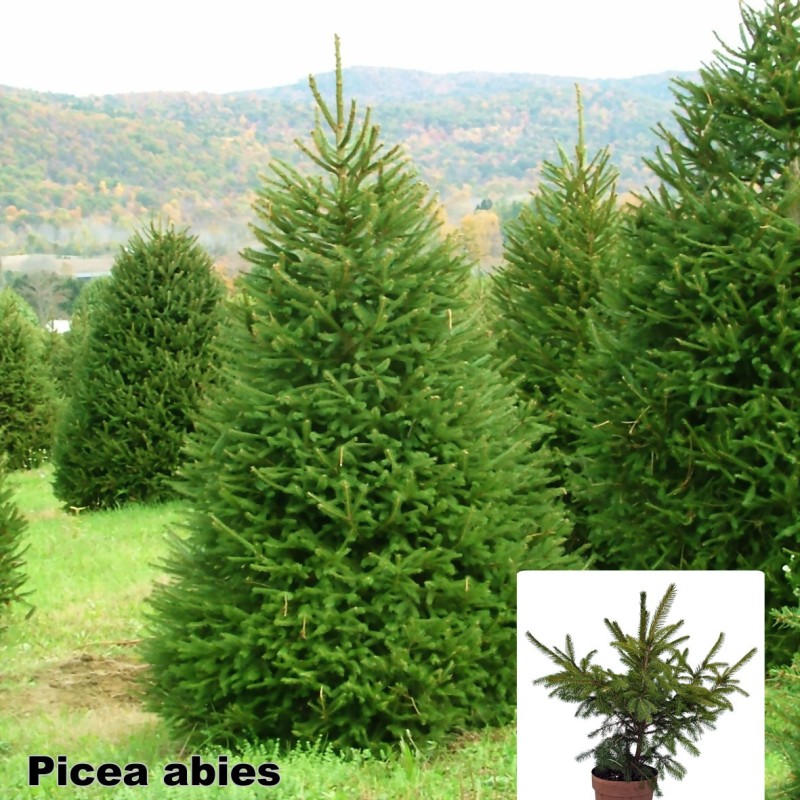 Picea abies