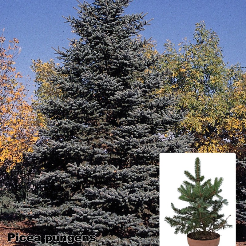 Picea pungens