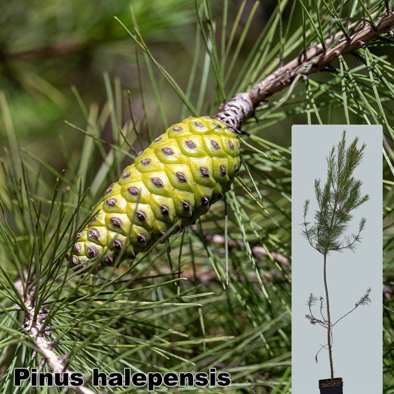 Pinus halepensis