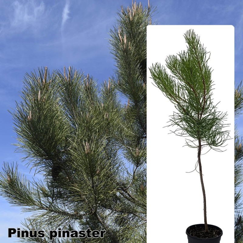 Pinus pinaster