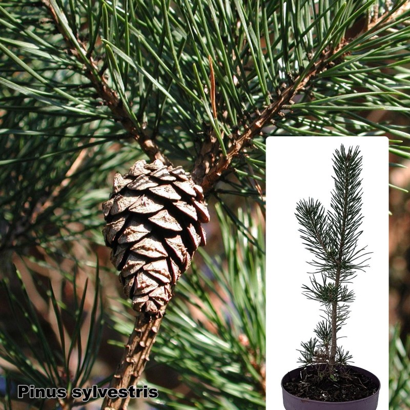 Pinus sylvestris