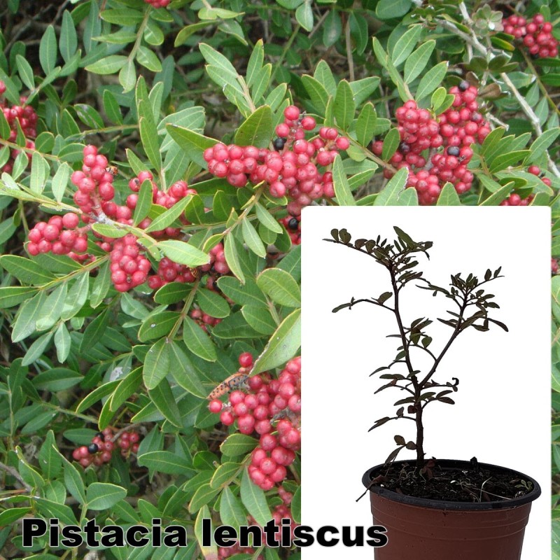 Pistacia lentiscus