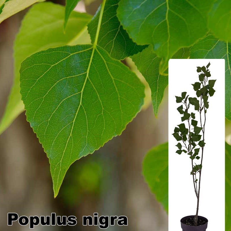 Populus nigra