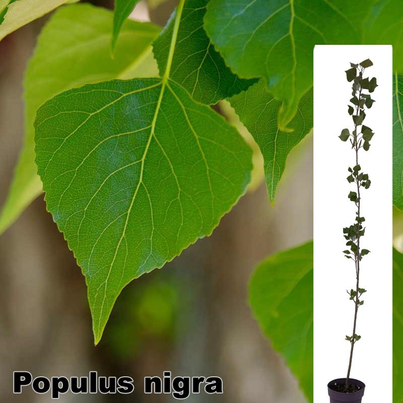 Populus nigra