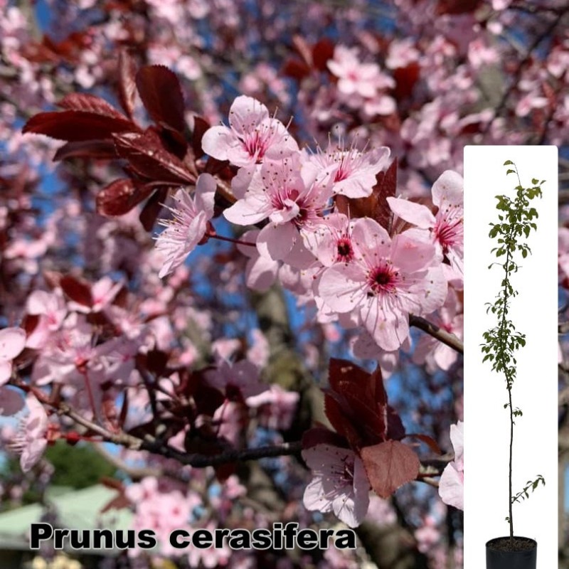 Prunus cerasifera