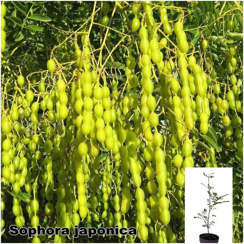 Sophora japonica