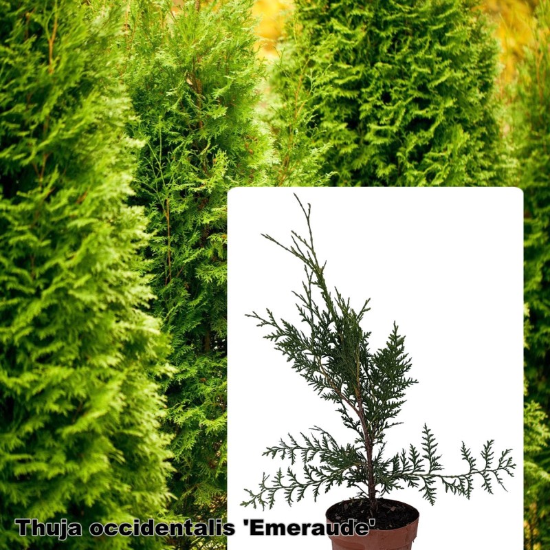 Thuja occidentalis 'Emeraude'