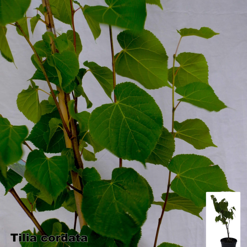 Tilia cordata